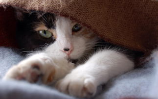 可爱猫咪高清壁纸